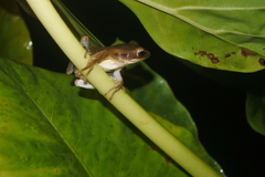 Polypedates leucomystax