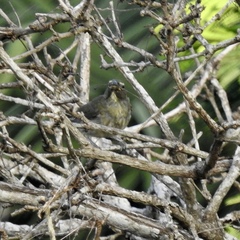 Saltator striatipectus