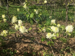 Fothergilla