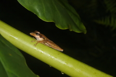 Polypedates macrotis