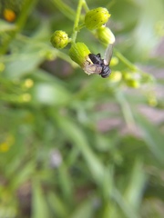 Leucostoma