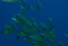 Lutjanus kasmira