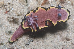 Glossodoris bonwanga