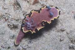 Glossodoris bonwanga