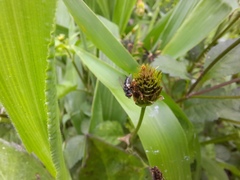 Leucostoma