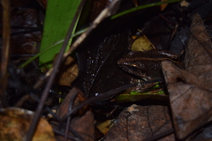 Fejervarya limnocharis