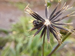 Leucostoma
