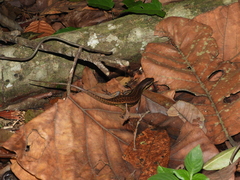 Eutropis multifasciata