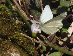 Pieris virginiensis
