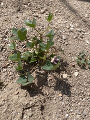 Phaseolus filiformis