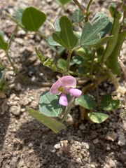 Phaseolus filiformis