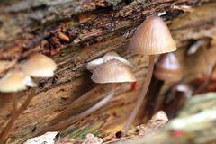 Mycena alcalina
