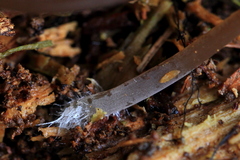 Mycena alcalina