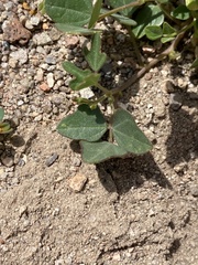 Phaseolus filiformis