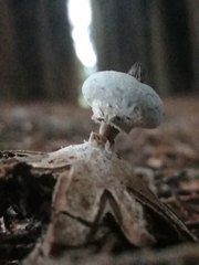 Geastrum striatum