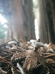 Geastrum striatum