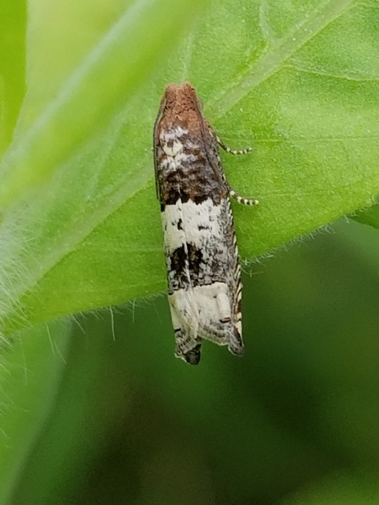 Suleima baracana