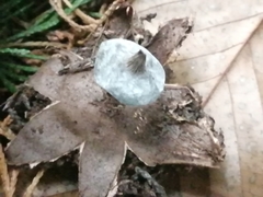 Geastrum striatum