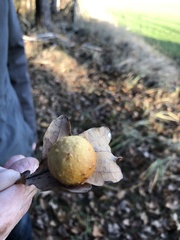 Cynips quercusfolii