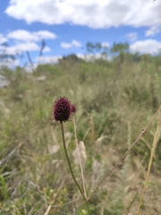 Eryngium sanguisorba