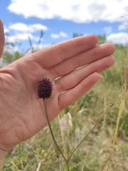 Eryngium sanguisorba