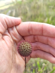 Eryngium sanguisorba