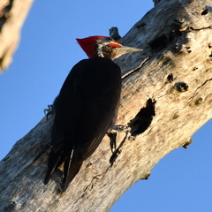 Dryocopus schulzii