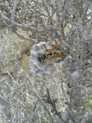 Polistes dominula