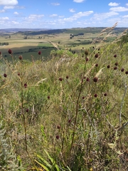 Eryngium sanguisorba
