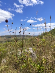 Eryngium sanguisorba