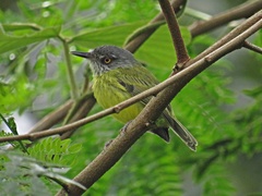 Todirostrum maculatum