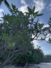 Plumeria rubra image