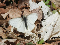 Pieris virginiensis