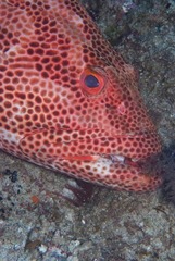 Epinephelus posteli