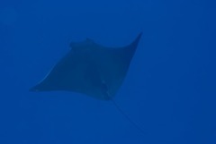 Mobula kuhlii