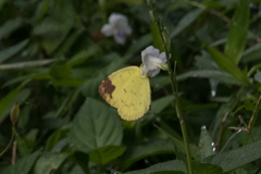 Eurema simulatrix tecmessa