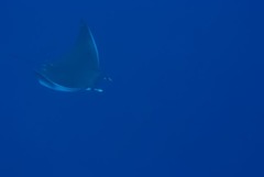 Mobula kuhlii