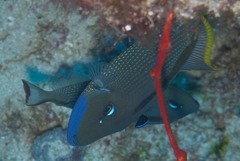 Xanthichthys auromarginatus