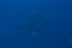 Epinephelus lanceolatus