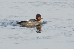 Mergus merganser