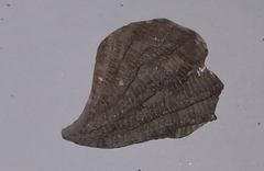 Haliotis tuberculata