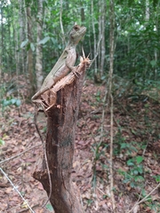 Enyalius catenatus