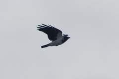 Corvus cornix