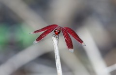 Neurothemis manadensis