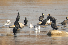 Phalacrocorax carbo