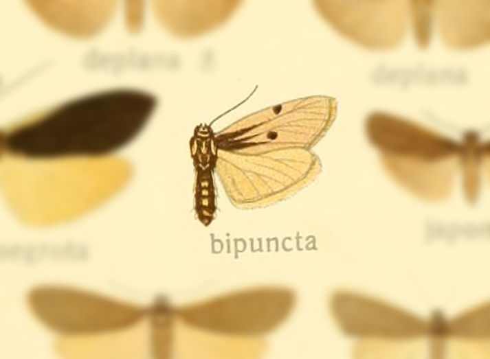 Zobida bipuncta