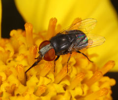 Eusiphona