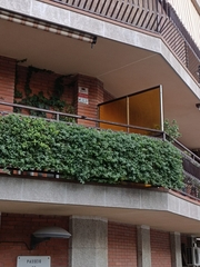 Mesembryanthemum cordifolium