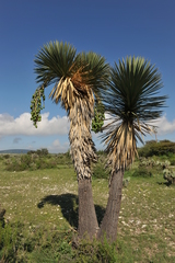 Yucca decipiens