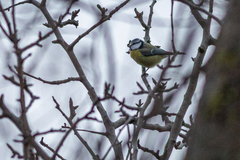 Cyanistes caeruleus